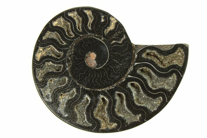 Cut & Polished Ammonite Fossil (Half) - Unusual Black Color #296307